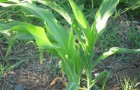 Сорт кукурузы: Экзист